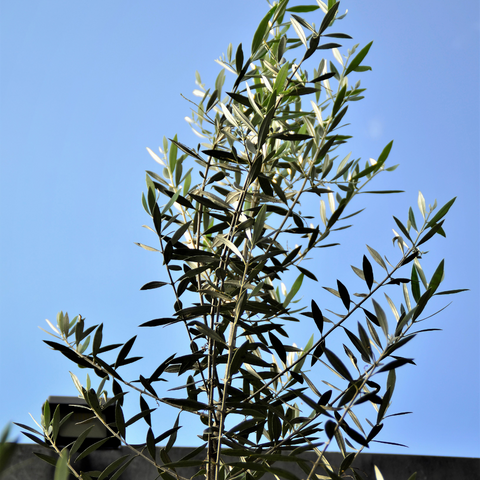 Wilson Olive Tree