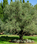 Wilson Olive Tree