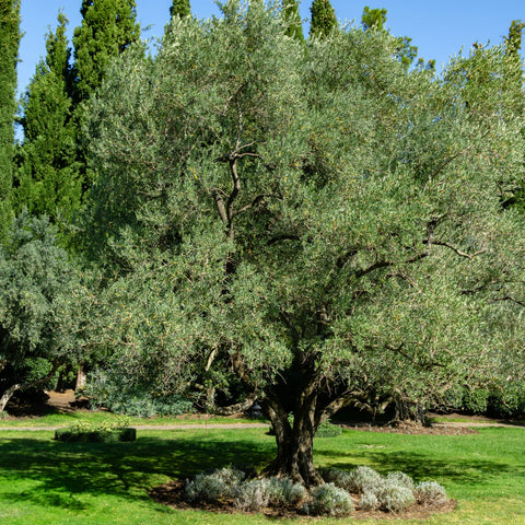 Wilson Olive Tree