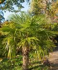 Windmill Palm Tree