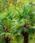 Windmill Palm Tree