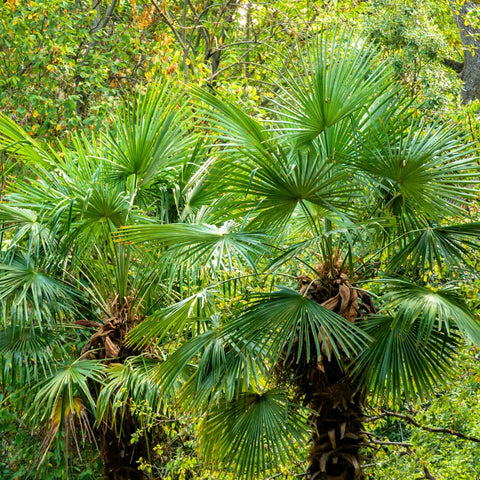 Windmill Palm Tree