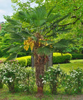 Windmill Palm Tree