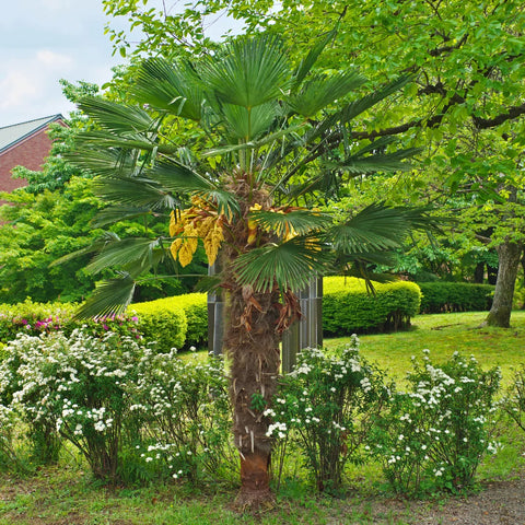 Windmill Palm Tree
