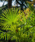 Windmill Palm Tree