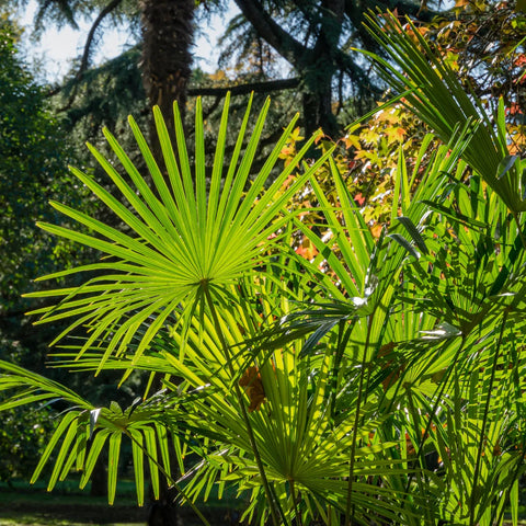 Windmill Palm Tree