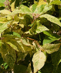 Wine Spritzer Beautyberry 'Shiji Murasaki'