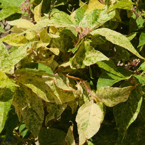 Wine Spritzer Beautyberry 'Shiji Murasaki'