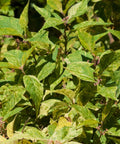 Wine Spritzer Beautyberry 'Shiji Murasaki'