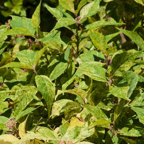 Wine Spritzer Beautyberry 'Shiji Murasaki'