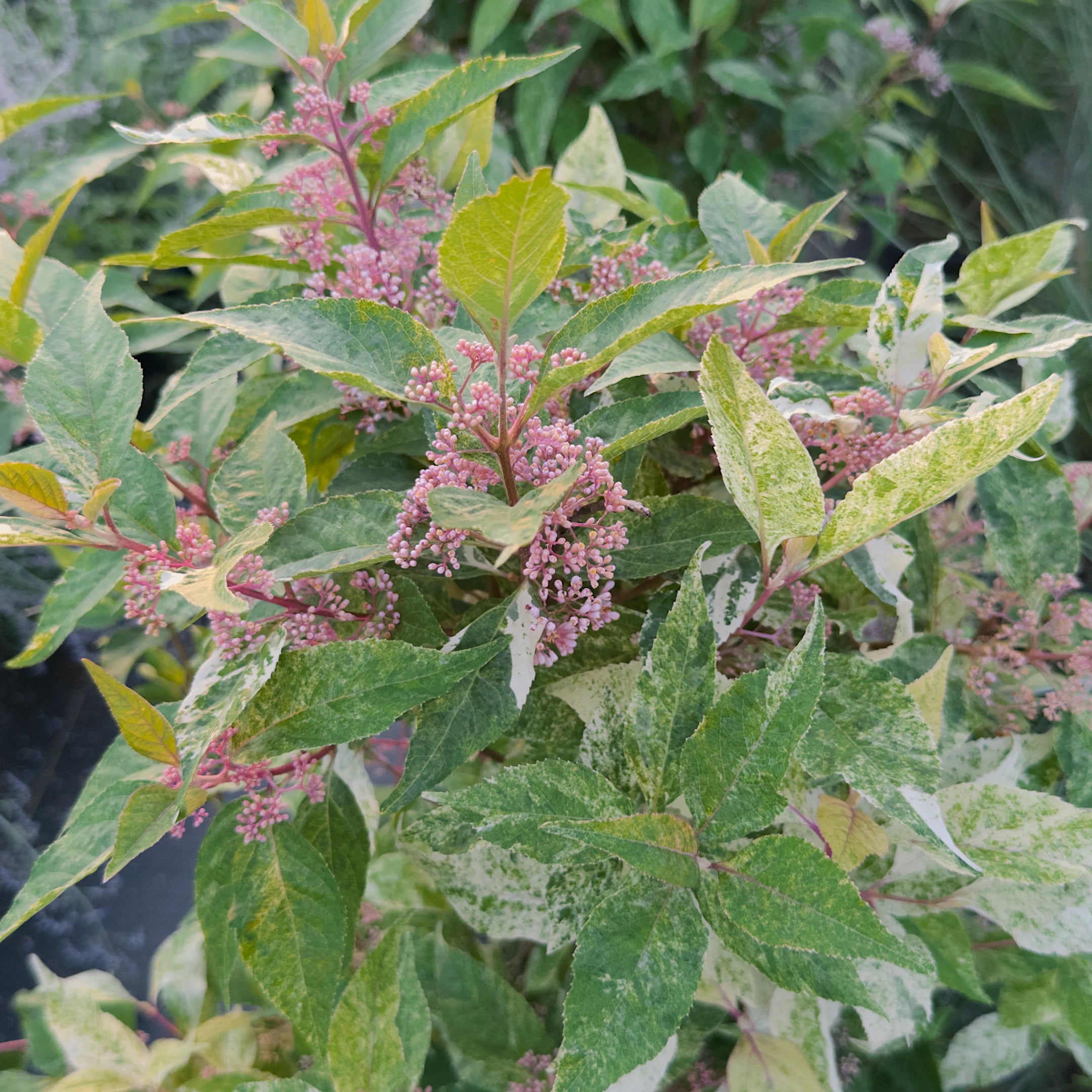 Simply Trees Japanese Beautyberry - Thumbnail 3