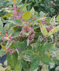 Wine Spritzer Beautyberry 'Shiji Murasaki'