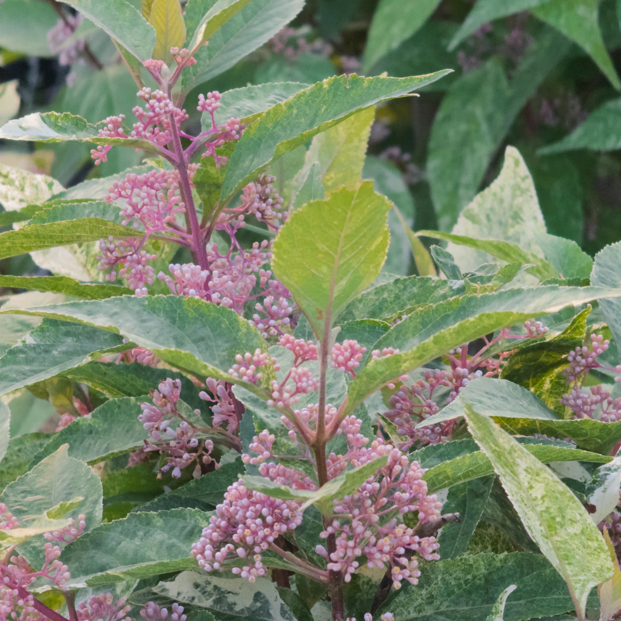 Simply Trees Japanese Beautyberry