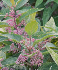 Wine Spritzer Beautyberry 'Shiji Murasaki'