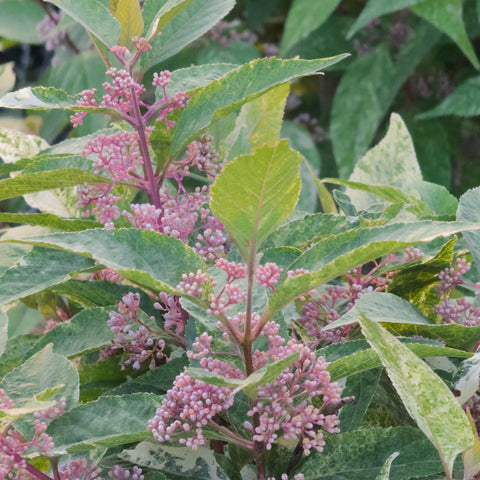 Wine Spritzer Beautyberry 'Shiji Murasaki'