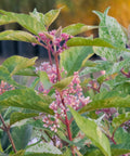 Wine Spritzer Beautyberry 'Shiji Murasaki'