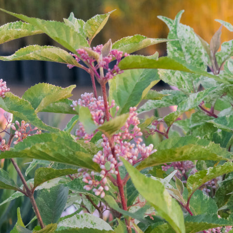 Wine Spritzer Beautyberry 'Shiji Murasaki'