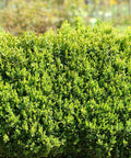 Wintergreen Boxwood