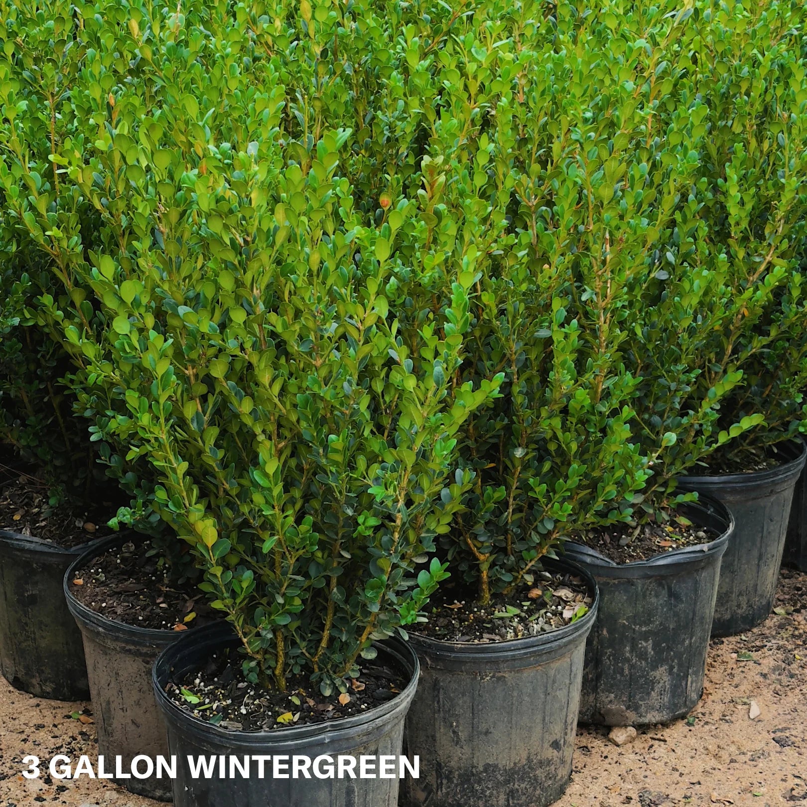 【極美品】EVERGREEN Whizzer 6セット Wintergreen Boxwood - Hardy Evergreen Shrub | Simply Trees