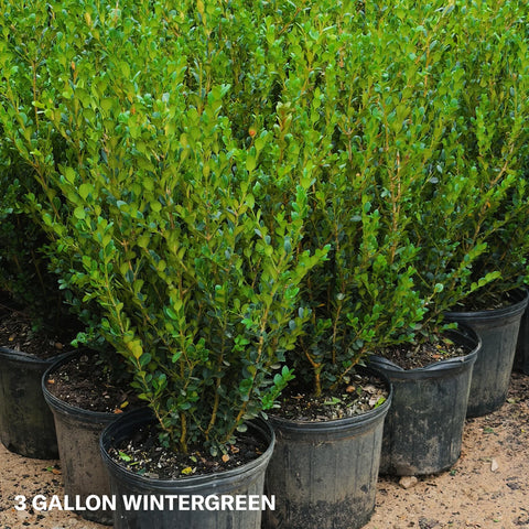 Wintergreen Boxwood