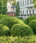 Wintergreen Boxwood Shrub