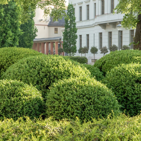 Wintergreen Boxwood Shrub