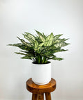 Chinese Evergreen Wintry Winehouse