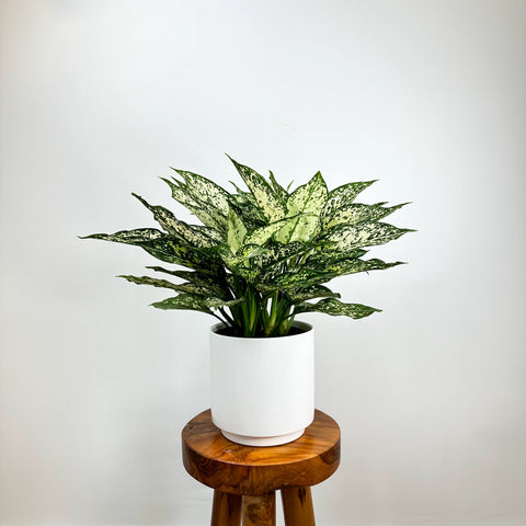 Chinese Evergreen Wintry Winehouse