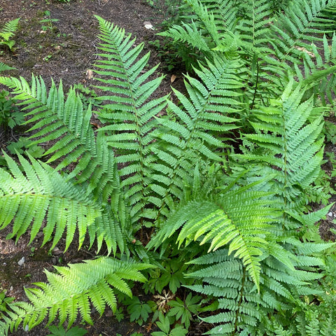 Wood Fern