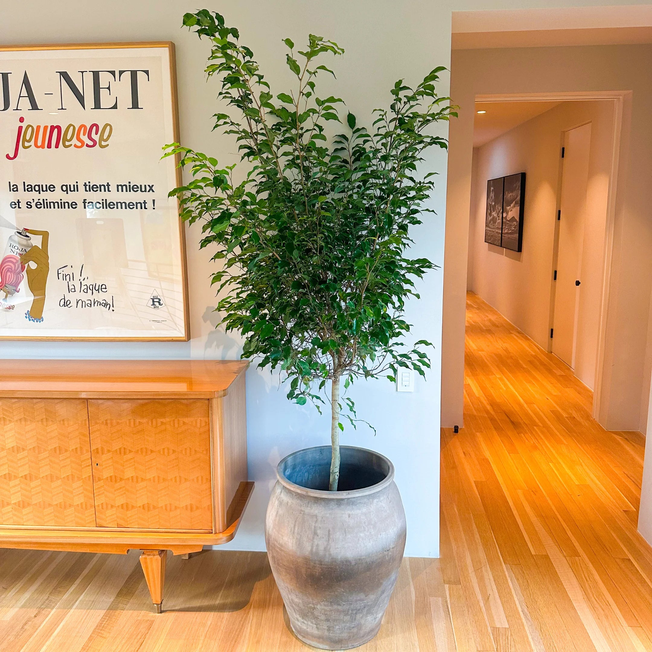 indoor ficus plant Benjamina Ficus