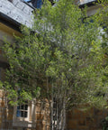 Yaupon Holly Tree