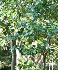 Yaupon Holly Tree