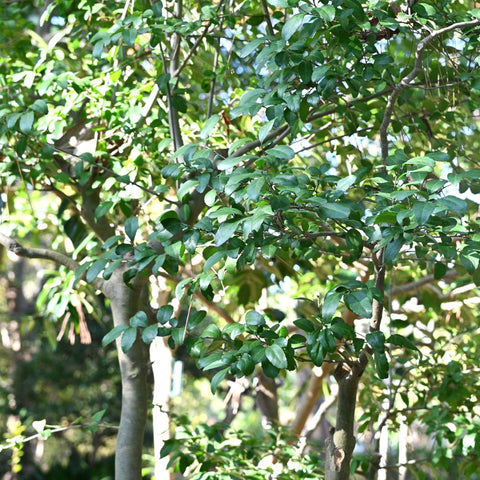Yaupon Holly Tree