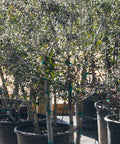 Yaupon Holly Tree