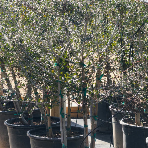 Yaupon Holly Tree