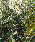 Yaupon Holly Tree