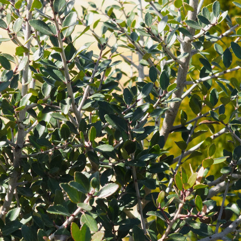 Yaupon Holly Tree