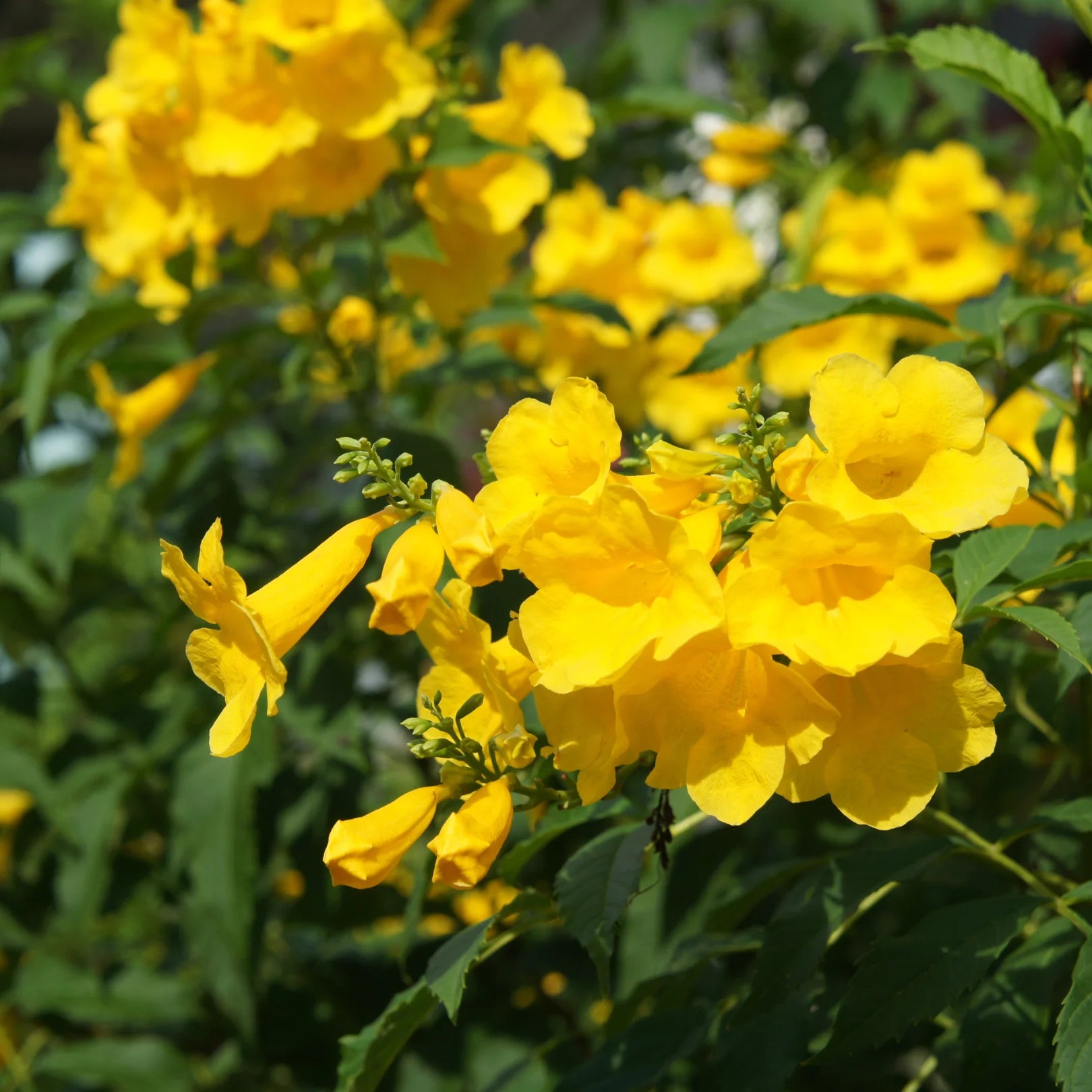 Yellow Bells Esperanza | Yellow Blooming Perennial Plant – Simply Trees