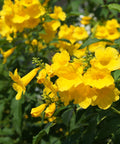 Yellow Bells Esperanza