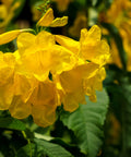 Yellow Bells Esperanza