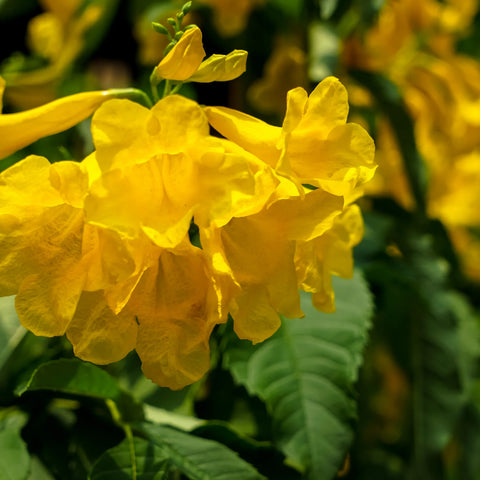 Yellow Bells Esperanza