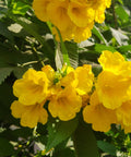 Yellow Bells Esperanza