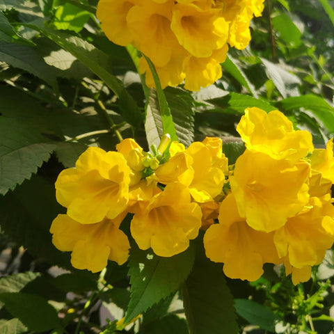 Yellow Bells Esperanza | Yellow Blooming Perennial Plant – Simply Trees