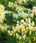 Yellow Honeysuckle Vine 'Halliana'