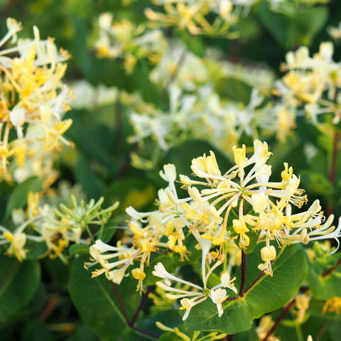 Yellow Honeysuckle Vine 'Halliana'