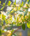 Yellow Honeysuckle Vine 'Halliana'