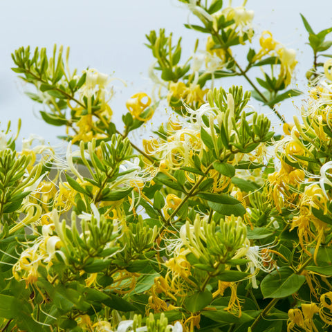 Yellow Honeysuckle Vine 'Halliana'