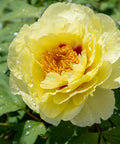 Yellow Itoh Peony