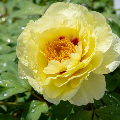 Yellow Itoh Peony