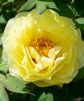 Yellow Itoh Peony